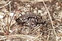 Cicindela_sylvatica_D2946_Z_88_NP De Hoge Veluwe_Nederland
